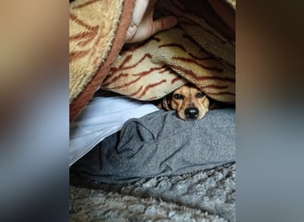 Ich heiße Kira ... Pflegestelle in 48249 Dülmen, mit Video