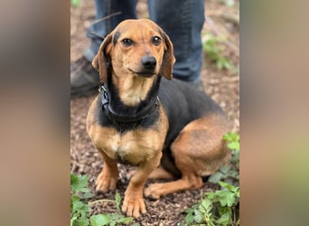 Ich heiße Kira ... Pflegestelle in 48249 Dülmen