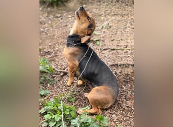 Ich heiße Kira ... Pflegestelle in 48249 Dülmen