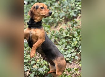 Ich heiße Kira ... Pflegestelle in 48249 Dülmen