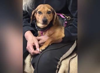 Ich heiße Kira ... Pflegestelle in 48249 Dülmen