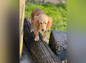 Loreal, Langhaardackel-Mix, Pflegestelle in 48249 Dülmen