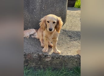 Loreal, Langhaardackel-Mix, Pflegestelle in 48249 Dülmen