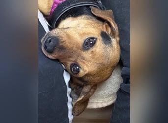 Ich heiße Kira ... Pflegestelle in 48249 Dülmen