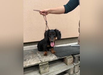 Borso, geboren 16.04.2025, 26cm sucht seine Menschen