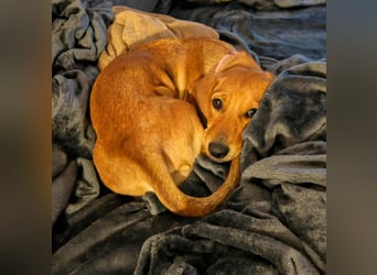 Honey, geboren 01.01.2025, 32cm sucht neues Zuhause (Pflegestelle Deutschland)