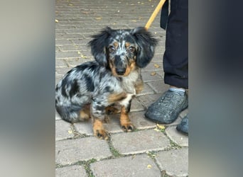 Benji, geboren 10.06.2025, 28cm sucht sein Plätzchen