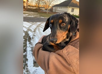 Lord, geboren 15.05.2025, 27cm sucht sein Glück