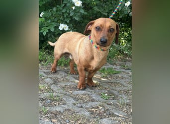 Pepe, 1 Jahr, 27cm sucht sein Glück