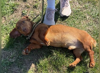 Pavarotti, geboren 01.03.2024, 28cm sucht seine Menschen