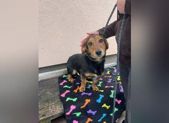 Muki, geboren 2023, 34cm sucht sein Zuhause