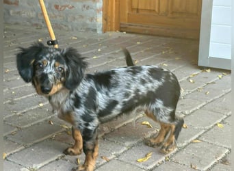 Benji, geboren 10.06.2025, 28cm sucht sein Plätzchen