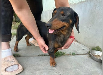 Klaus, geboren 14.02.2025, 30cm sucht sicheres Zuhause