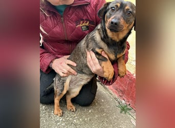 Corinna, geboren 07.06.2024, 30cm sucht ihr Glück