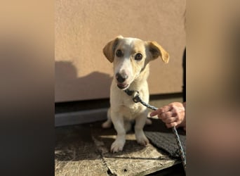 Bora, geboren 01.01.2023, 32cm sucht ihr Zuhause