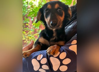 Zsanna, 8 Monate, 26cm sucht ihre Menschen