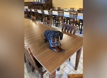 Lord, geboren 15.05.2025, 27cm sucht sein Glück