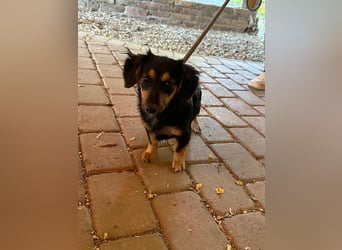 Zsanna, 8 Monate, 26cm sucht ihre Menschen