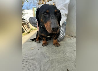 Bobi, geboren 10.07.2014, 30cm sucht seinen Platz