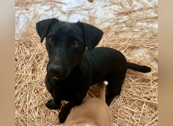 Penny, geboren 17.01.2023, 31cm sucht warmes Zuhause