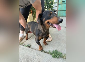 Klaus, geboren 14.02.2025, 30cm sucht sicheres Zuhause