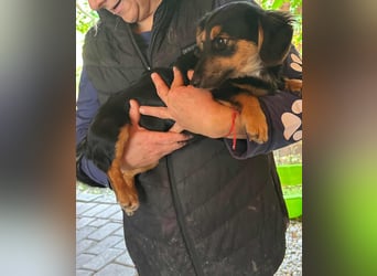 Zsanna, 8 Monate, 26cm sucht ihre Menschen