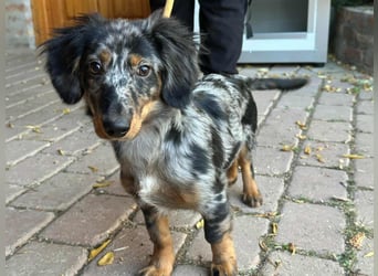 Benji, geboren 10.06.2025, 28cm sucht sein Plätzchen