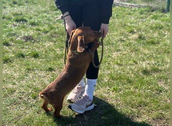 Pavarotti, geboren 01.03.2024, 28cm sucht seine Menschen