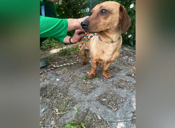 Pepe, 1 Jahr, 27cm sucht sein Glück