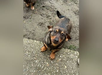 Corinna, geboren 07.06.2024, 30cm sucht ihr Glück