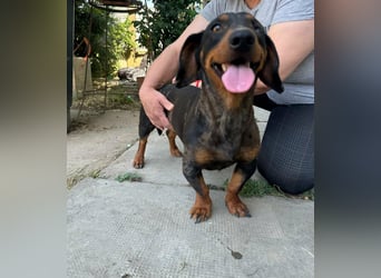 Klaus, geboren 14.02.2025, 30cm sucht sicheres Zuhause