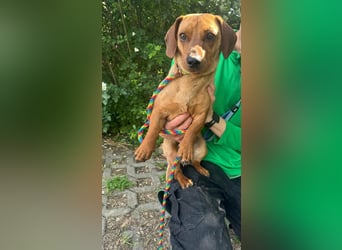 Pepe, 1 Jahr, 27cm sucht sein Glück