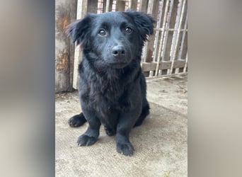 Blacky, geboren 01.04.2025, 40cm sucht geduldiges Zuhause