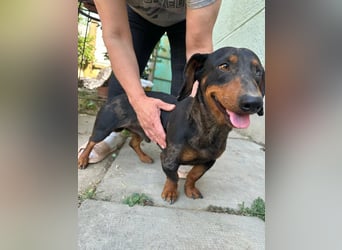 Klaus, geboren 14.02.2025, 30cm sucht sicheres Zuhause