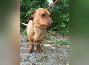 Pepe, 1 Jahr, 27cm sucht sein Glück