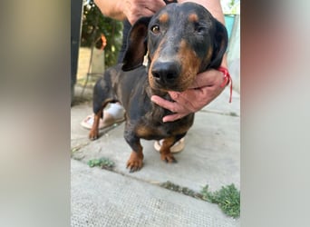 Klaus, geboren 14.02.2025, 30cm sucht sicheres Zuhause