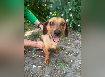 Pepe, 1 Jahr, 27cm sucht sein Glück