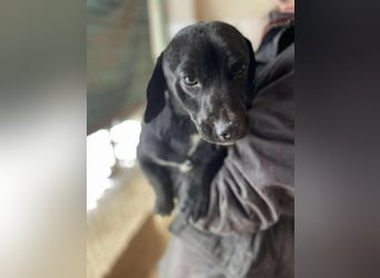 Brooklyn, geboren 01.11.2021, 32cm sucht sein Zuhause