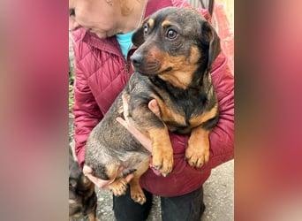 Corinna, geboren 07.06.2024, 30cm sucht ihr Glück