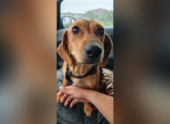 Honey, geboren 01.01.2025, 32cm sucht neues Zuhause (Pflegestelle Deutschland)