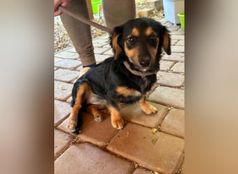 Zsanna, 8 Monate, 26cm sucht ihre Menschen