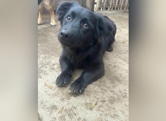 Blacky, geboren 01.04.2025, 40cm sucht geduldiges Zuhause