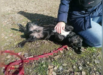 Brooklyn, geboren 01.11.2021, 32cm sucht sein Zuhause