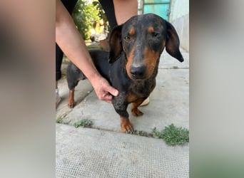 Klaus, geboren 14.02.2025, 30cm sucht sicheres Zuhause