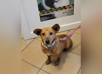 Rex, geboren 17.03.2020, 32cm sucht sein Menschen