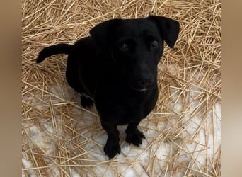 Penny, geboren 17.01.2023, 31cm sucht warmes Zuhause