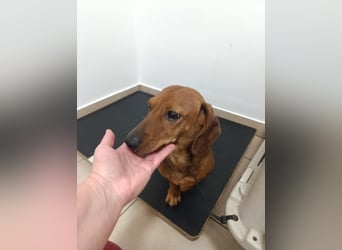 Mogyi, geboren 01.01.2022, 26cm sucht sein Glück