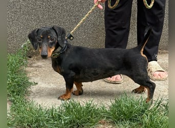 Vanilla, geboren 10.02.2023, 27cm sucht ihr Zuhause