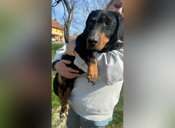 Bobi, geboren 10.07.2014, 30cm sucht seinen Platz