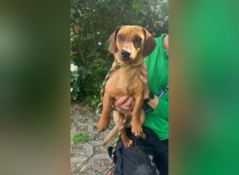 Pepe, 1 Jahr, 27cm sucht sein Glück
